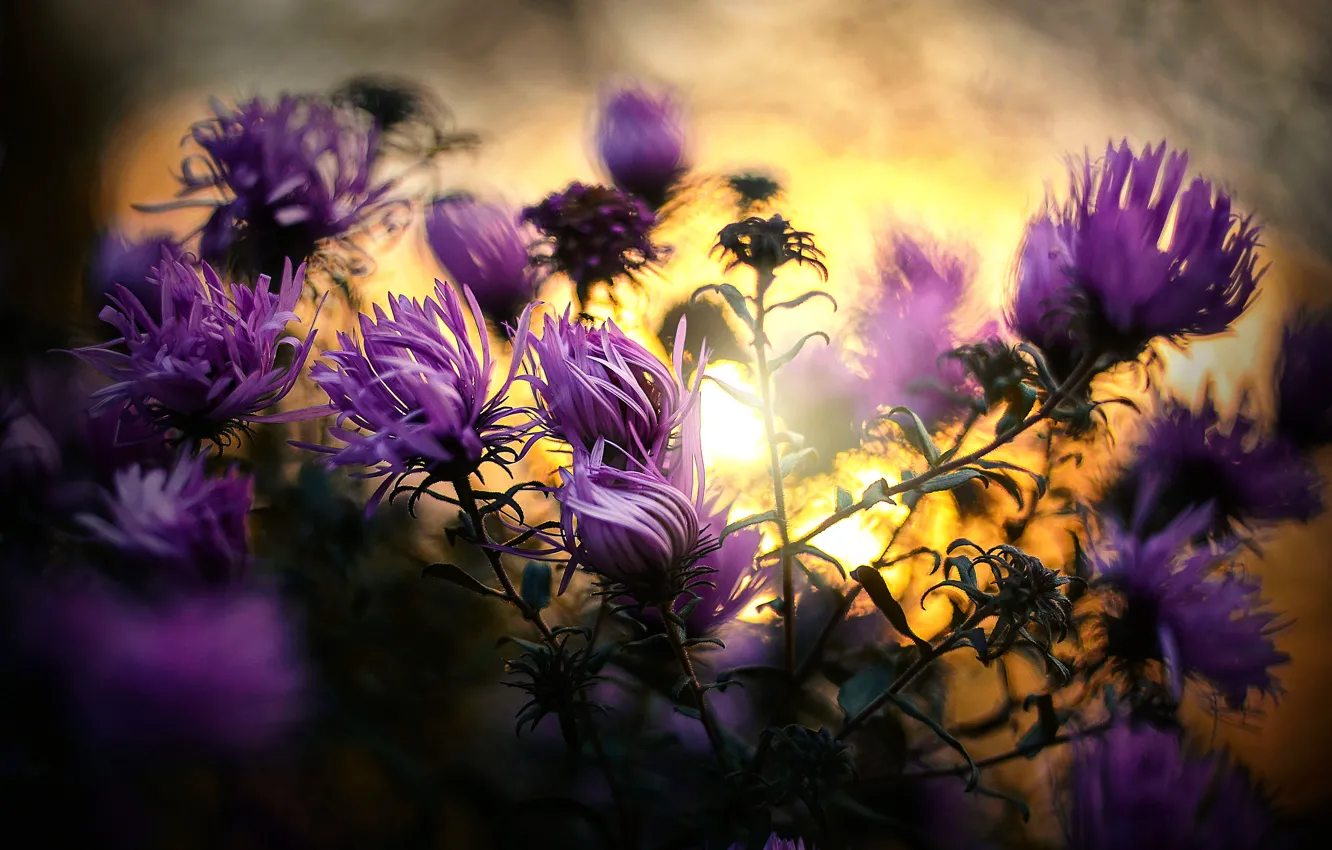 Photo wallpaper santbrink, Asters, oktyabrisky