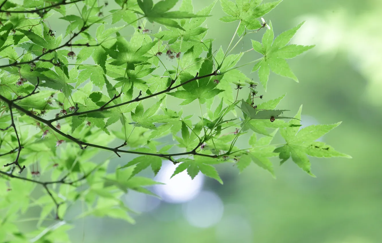 Photo wallpaper leaves, trees, branches, nature