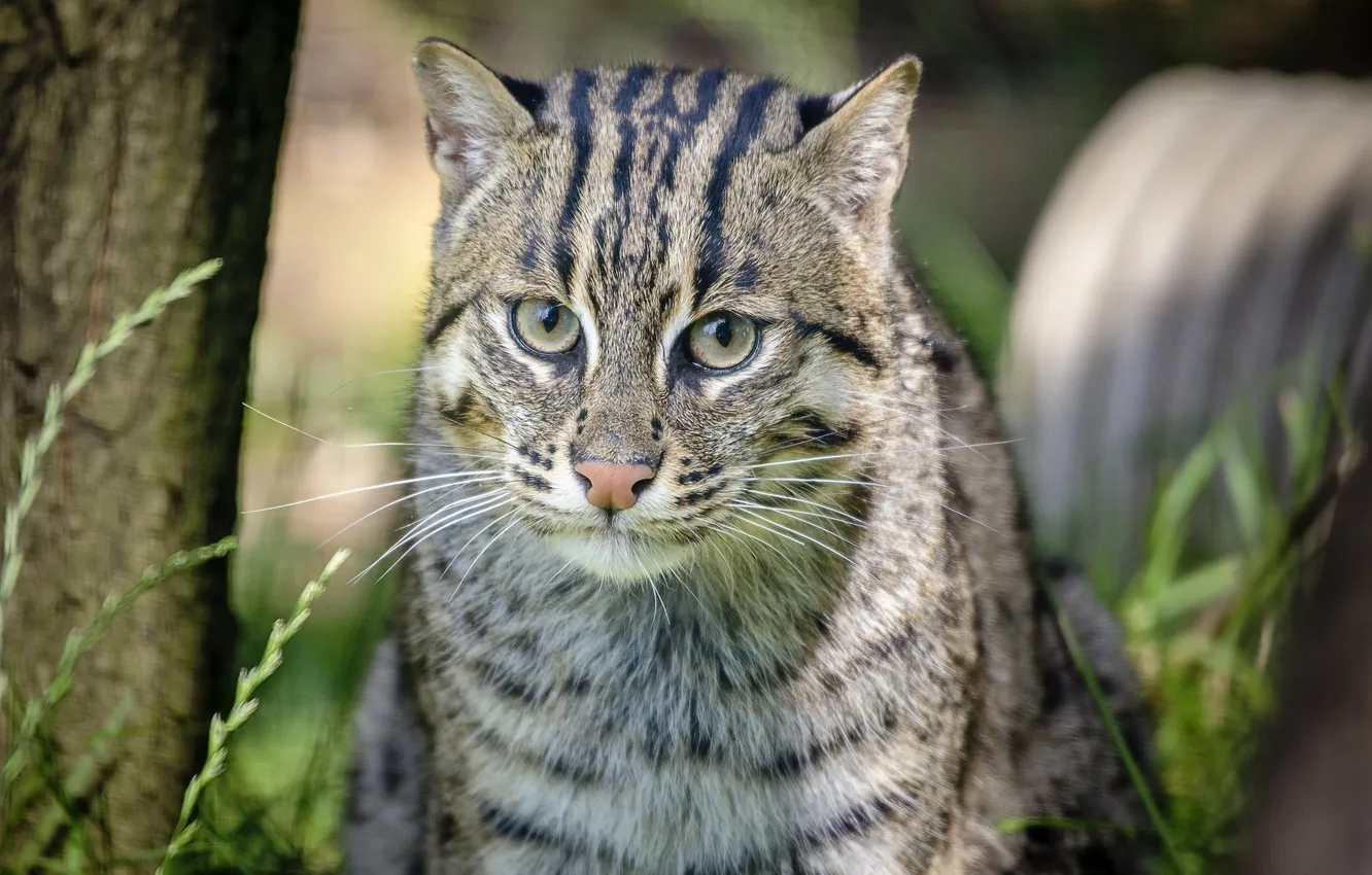 Photo wallpaper face, predator, wild cat, cat-fisherman