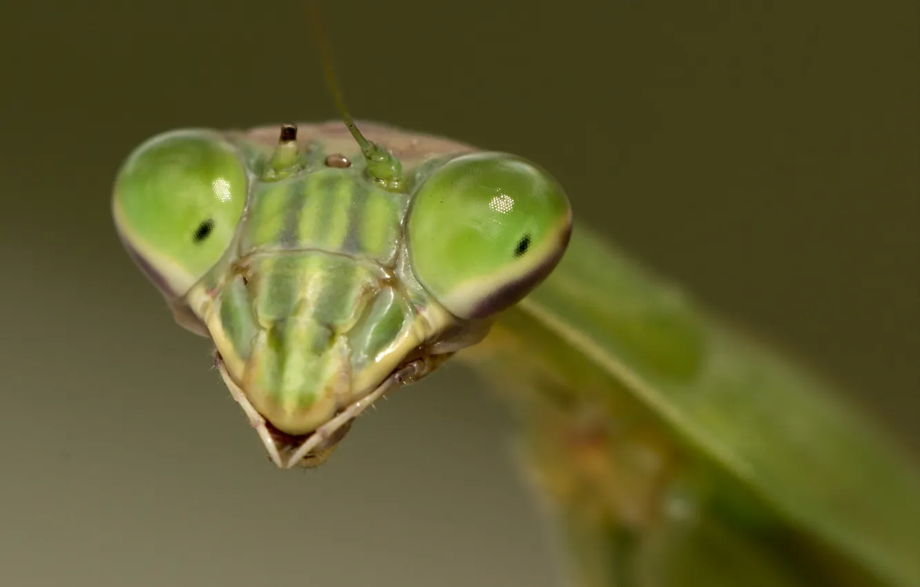 Photo wallpaper macro, insect, Mantis