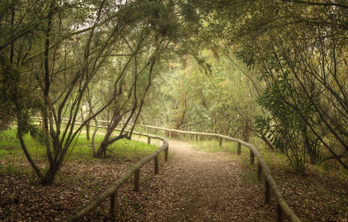 Photo wallpaper road, autumn, Park