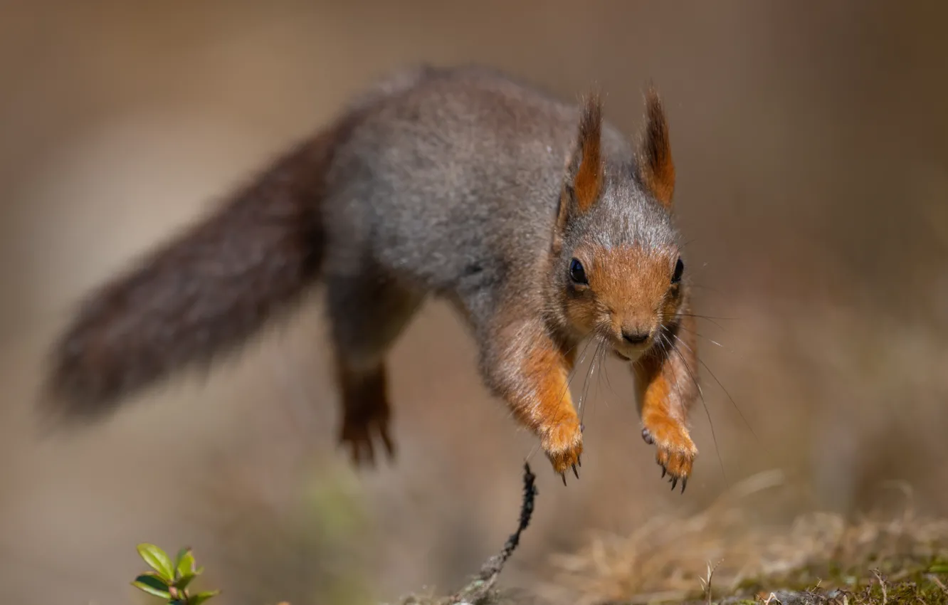 Photo wallpaper flight, nature, pose, jump, legs, protein, muzzle, bokeh