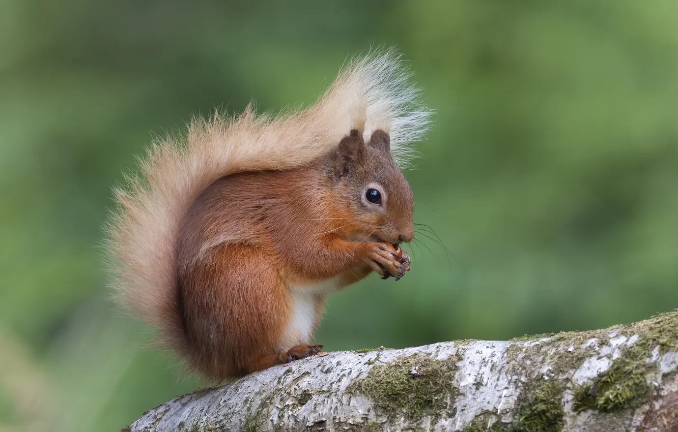 Photo wallpaper nature, pose, protein, red, log, nuts, face