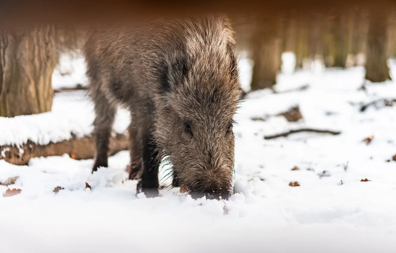 Photo wallpaper ice, eating, Boar