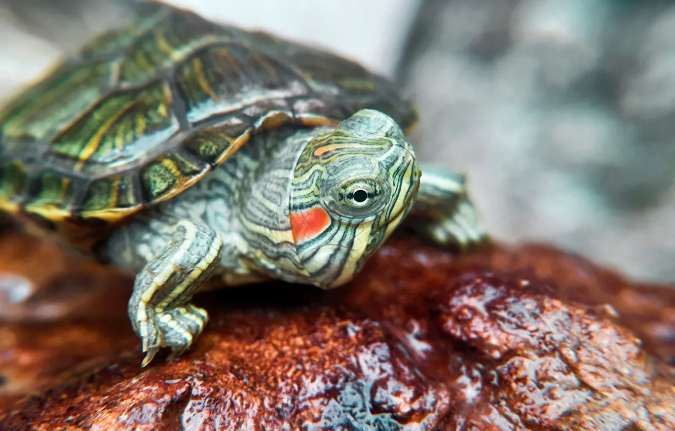 Photo wallpaper look, pose, green, stones, moisture, turtle, portrait, legs