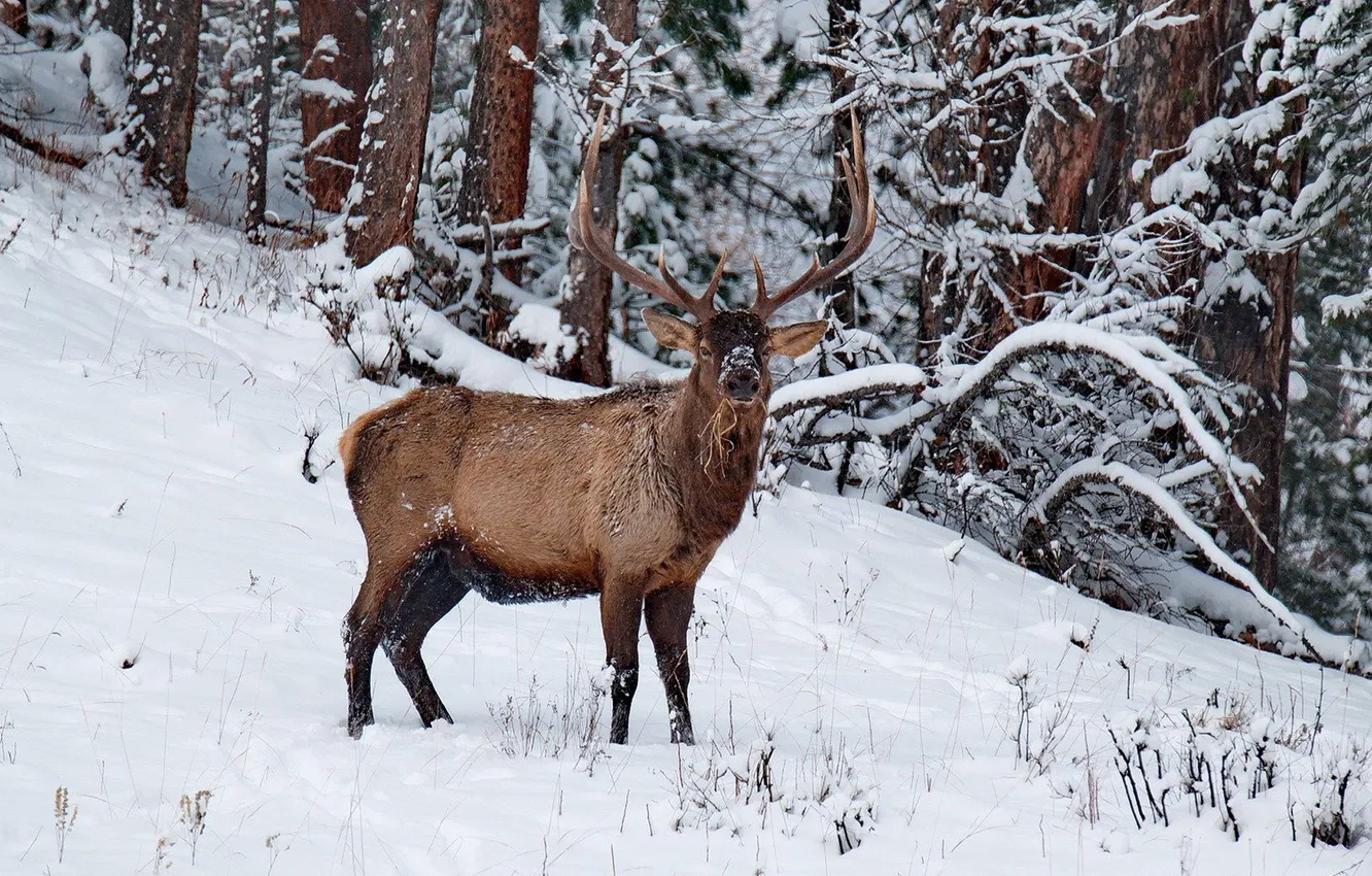 Photo wallpaper animal, deer, moose, North America, elk