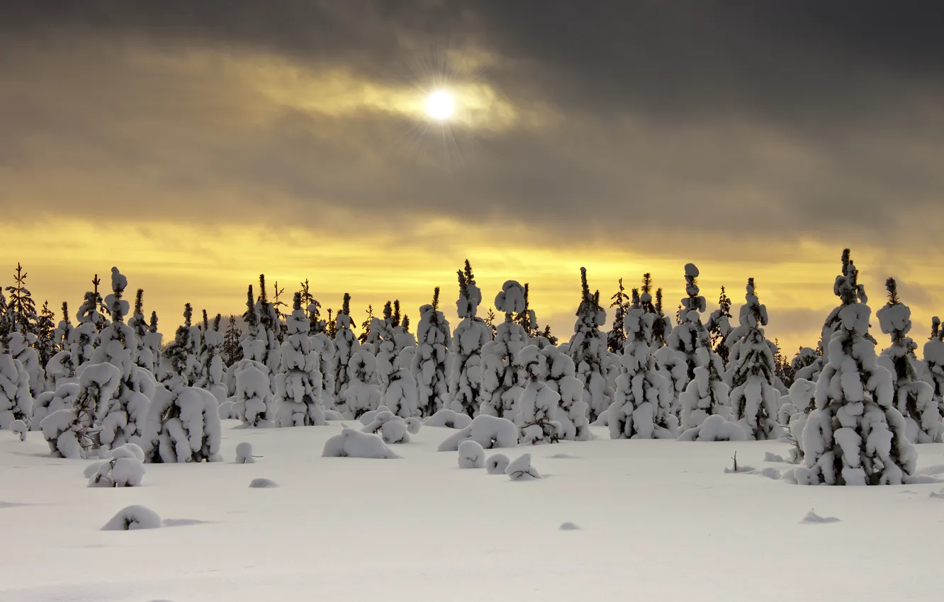 Photo wallpaper winter, snow, trees, nature