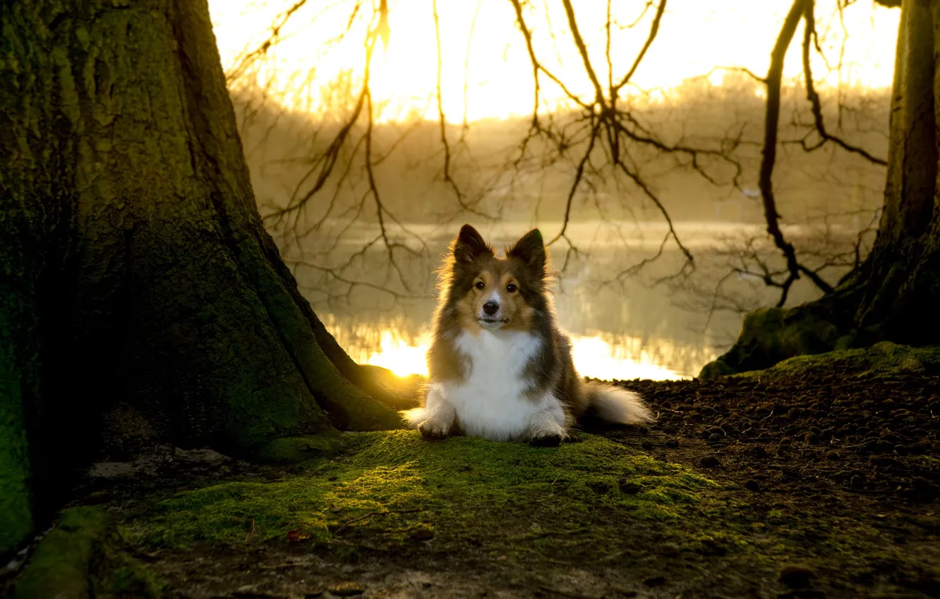 Photo wallpaper nature, dog, lake