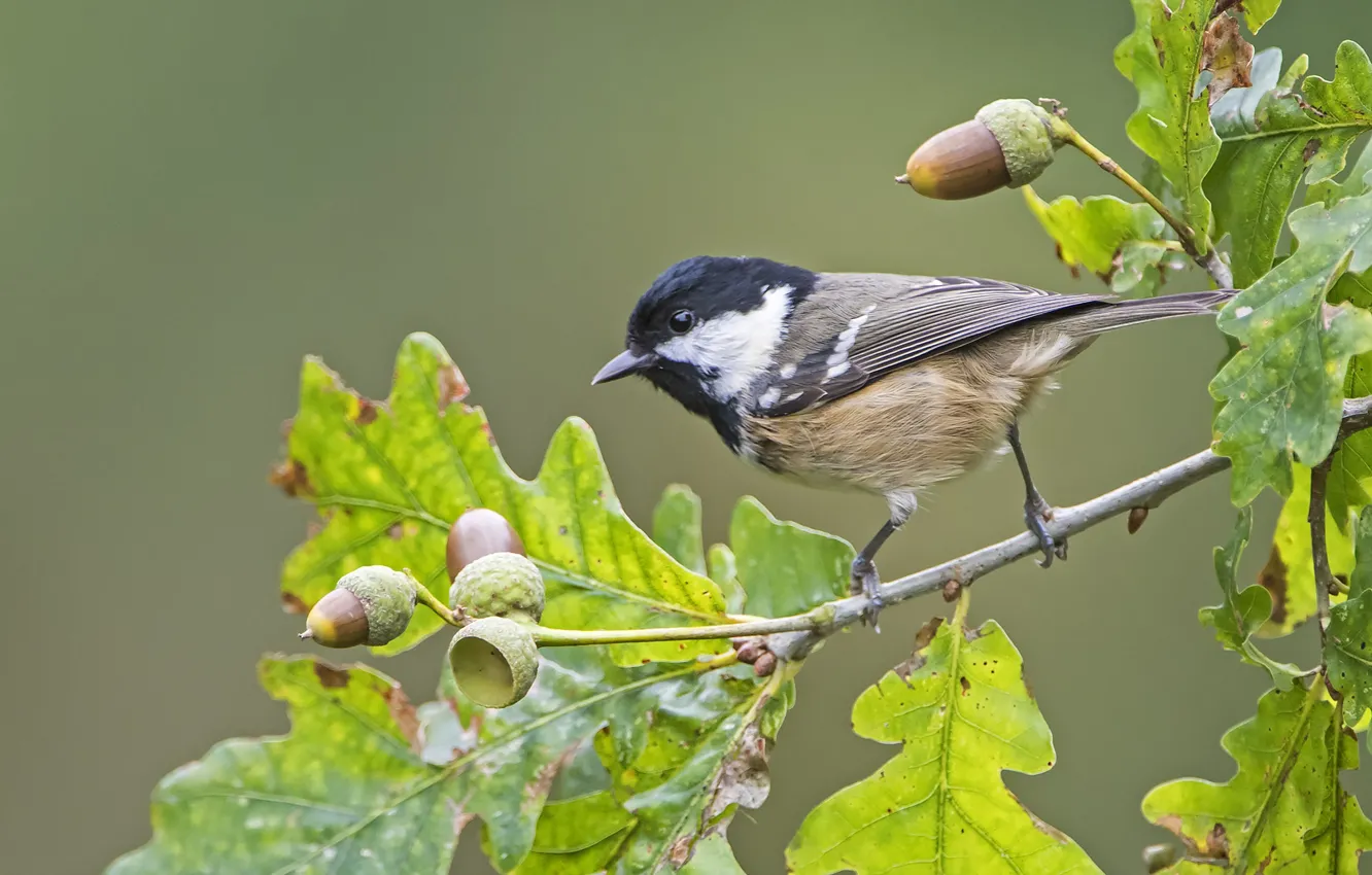 Photo wallpaper branches, bird, acorns, oak, tit