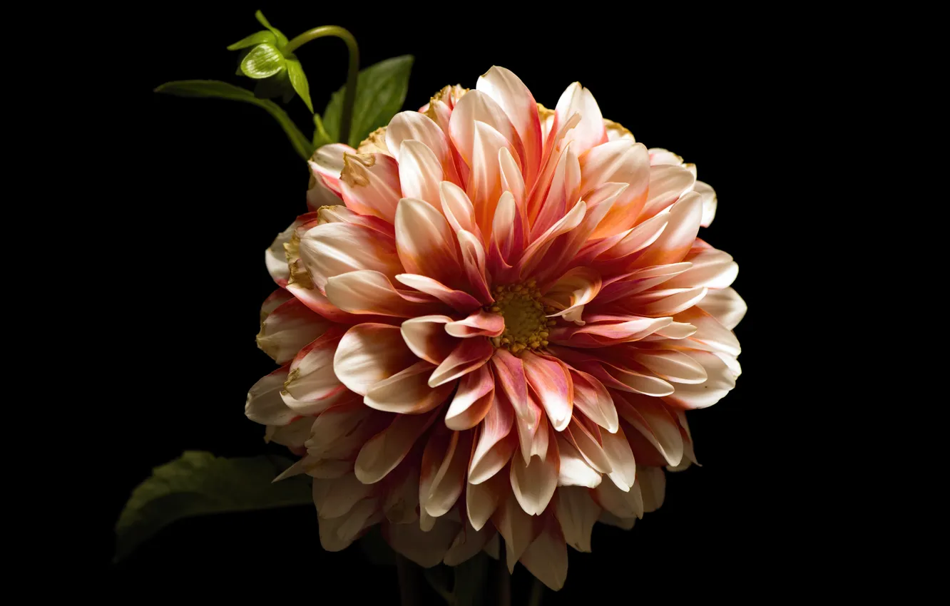 Photo wallpaper flowers, petals, black background, buds, lush, two-tone, dahlias, Terry