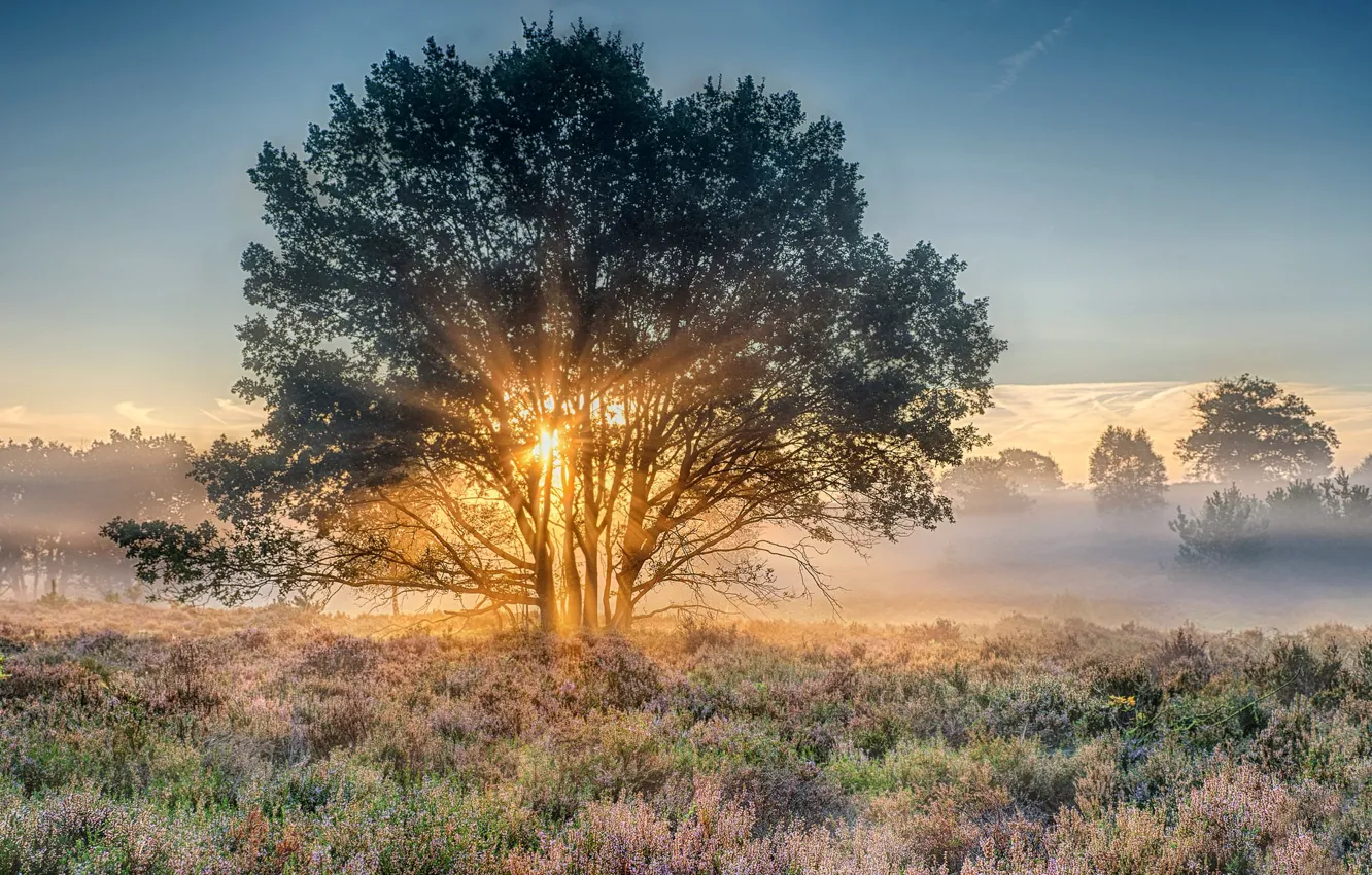 Photo wallpaper dawn, morning, Netherlands, Holland, National Park, Nijverdal, Overyssel