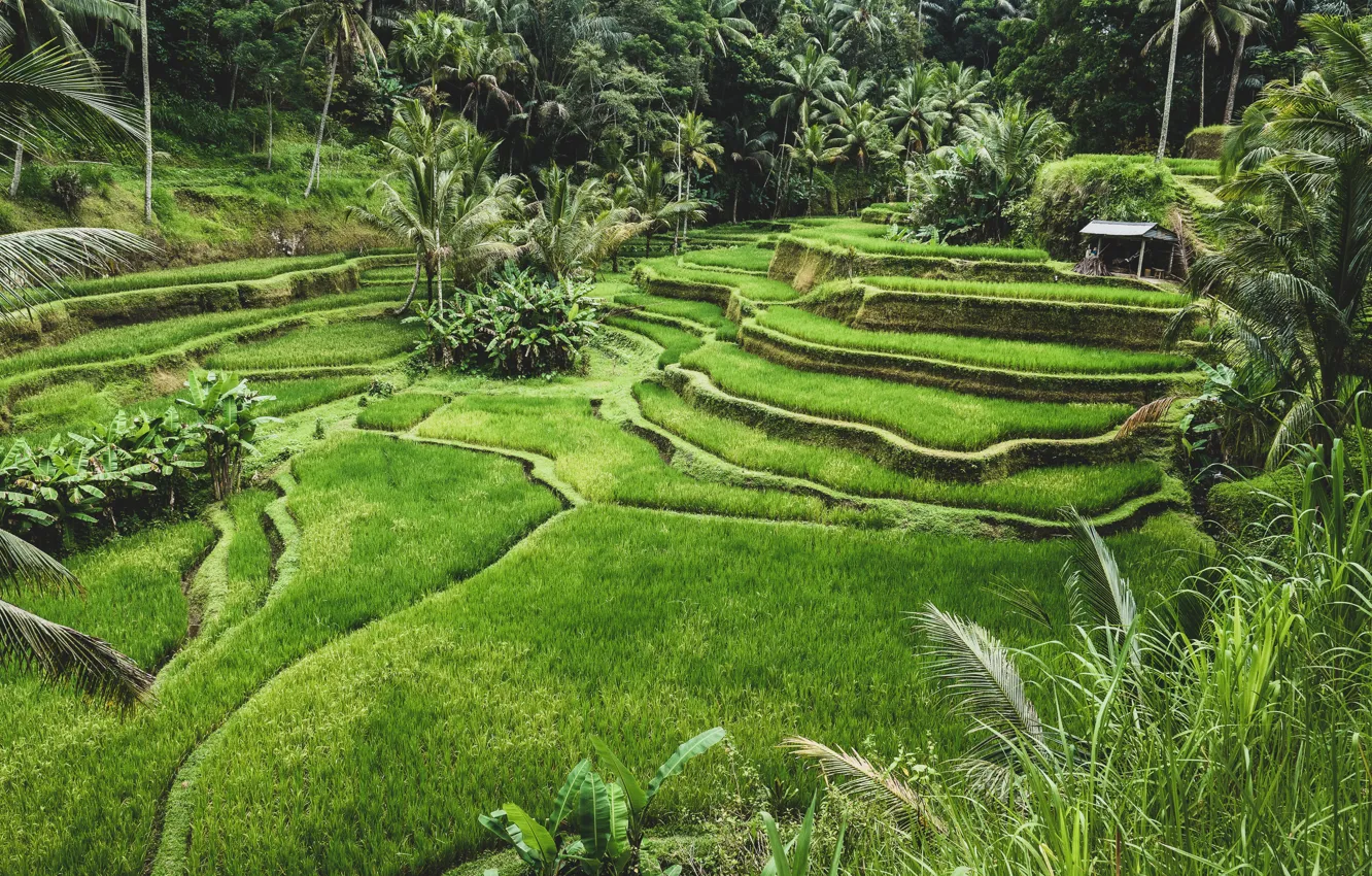Photo wallpaper field, landscape, nature, palm trees, Indonesia