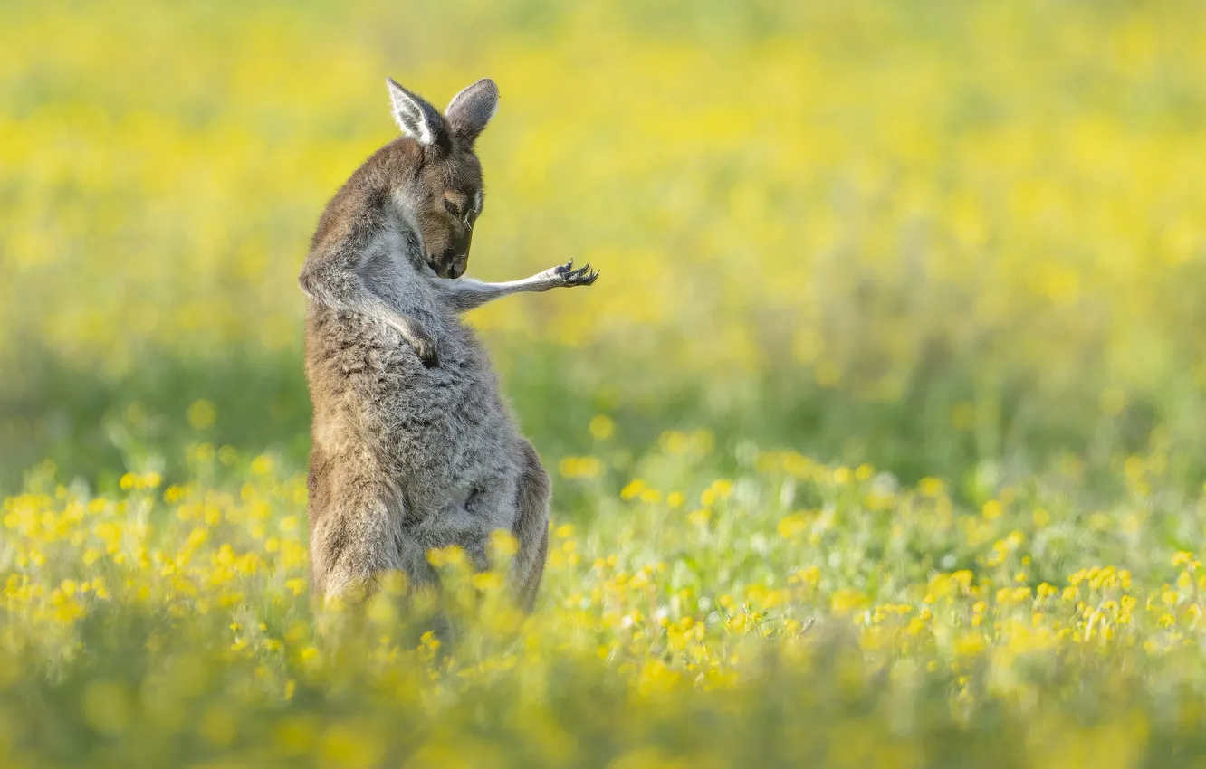 Photo wallpaper animal, kangaroo, plays the guitar
