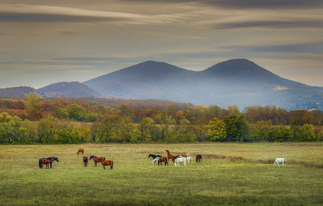 Photo wallpaper field, autumn, forest, the sky, grass, clouds, trees, landscape