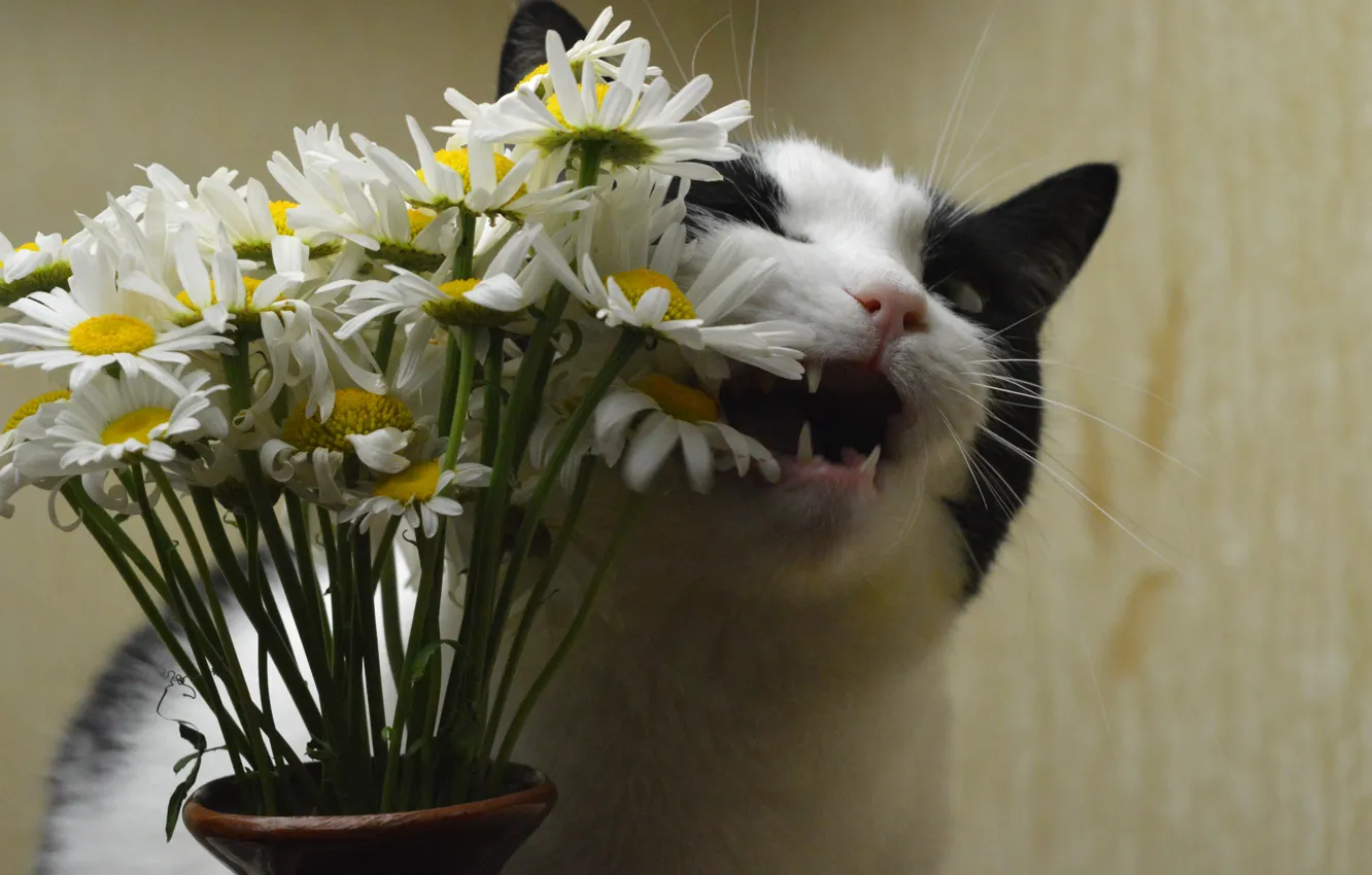 Photo wallpaper cat, flowers, chamomile, kus