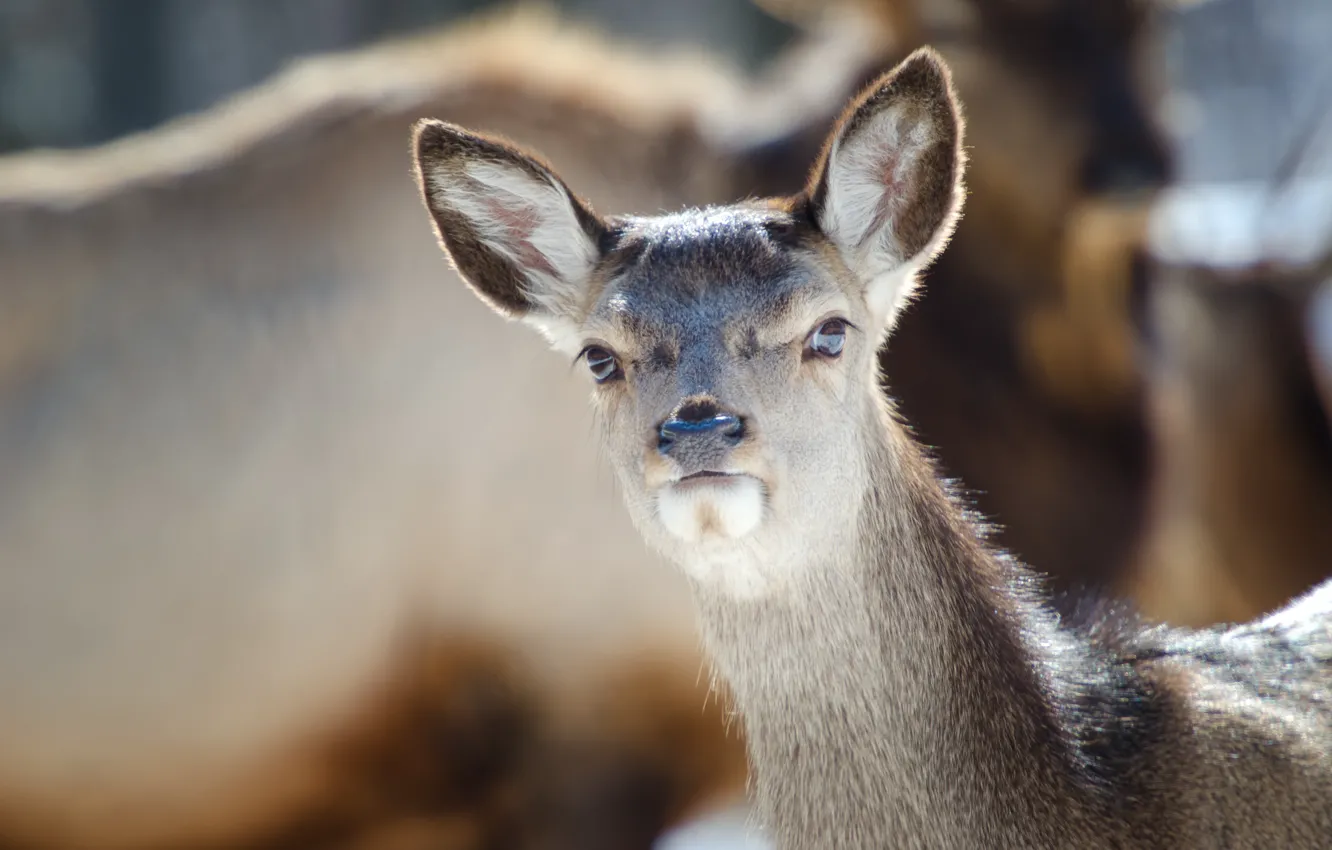 Photo wallpaper look, background, muzzle, ears, DOE