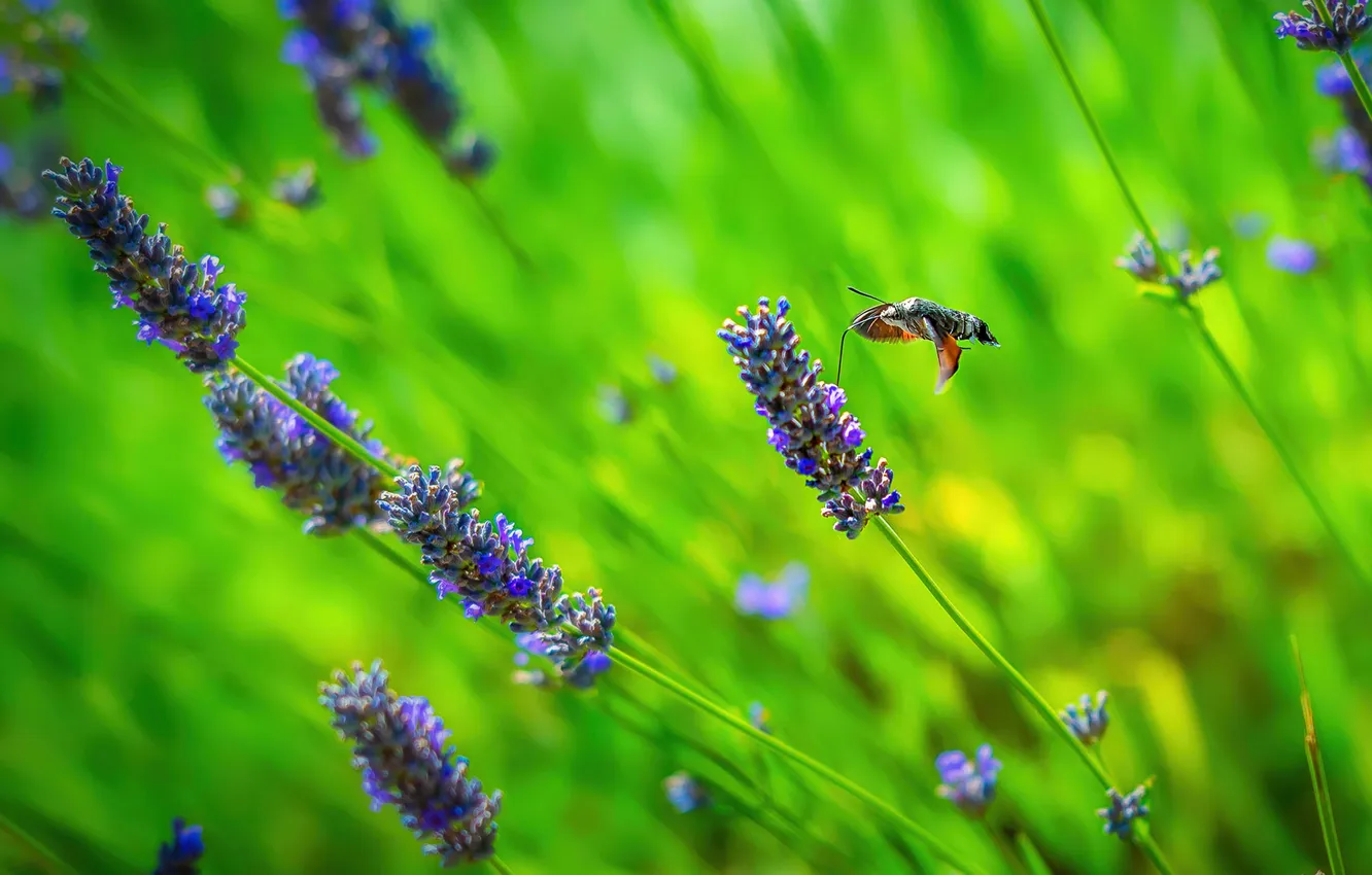 Photo wallpaper flowers, moth, lavender