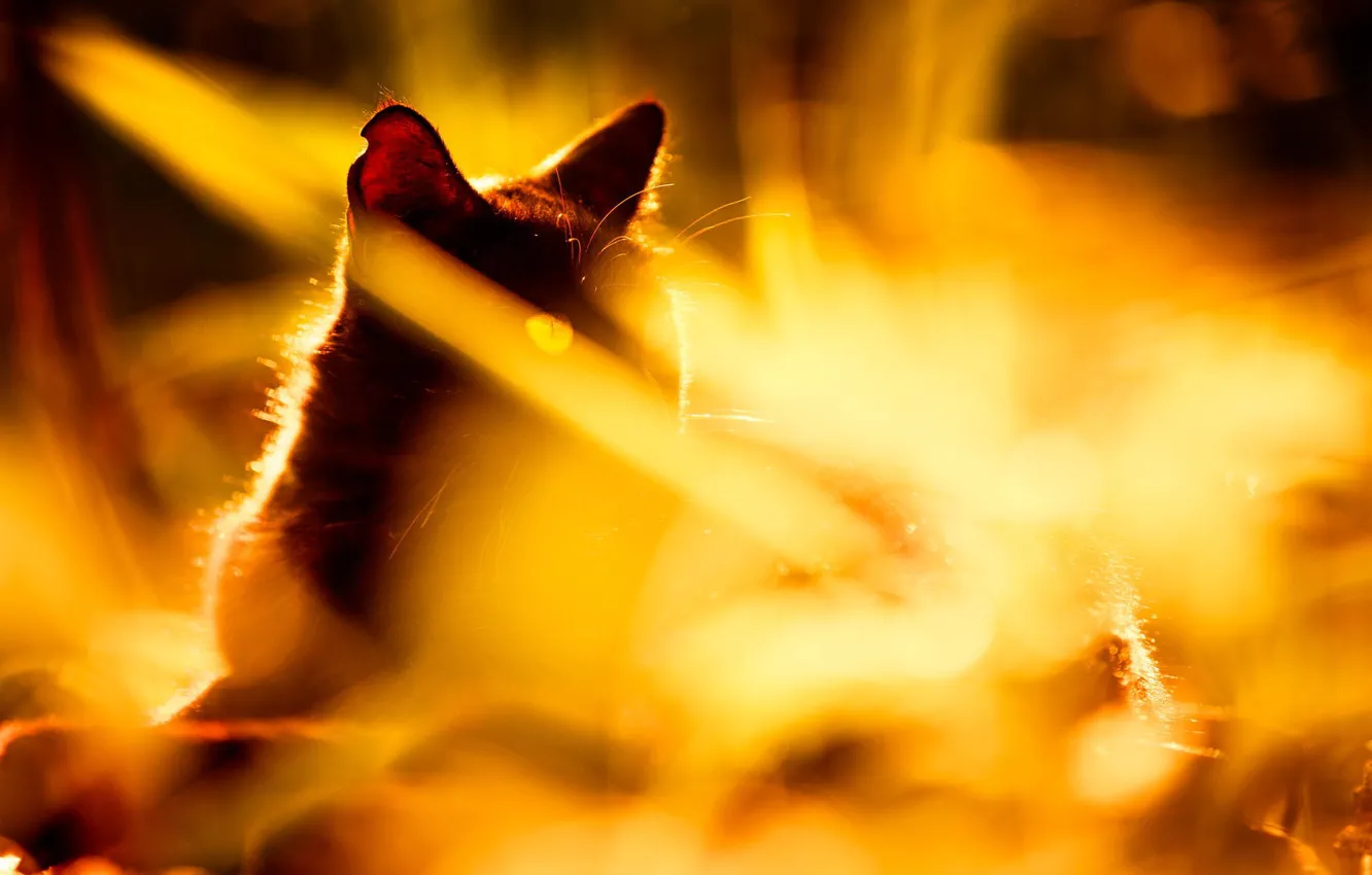 Photo wallpaper cat, summer, grass, cat, light, nature, black, sunlight