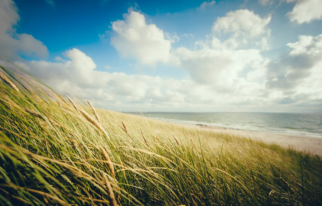 Photo wallpaper sea, beach, the sky, grass, clouds, shore, horizon, spikelets