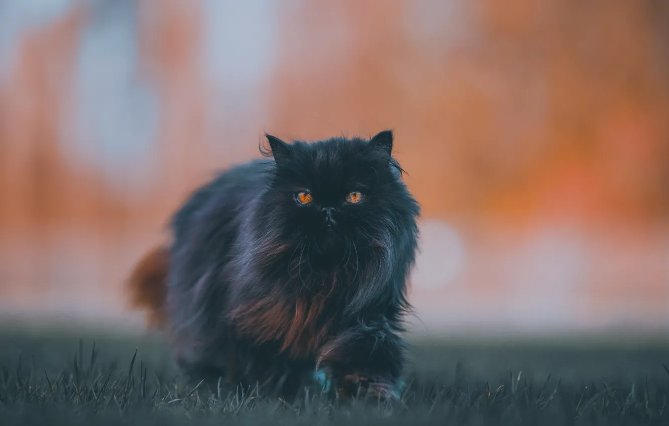 Photo wallpaper Black, Cat, Cat, Wool, Fluffy, Angry, Persian