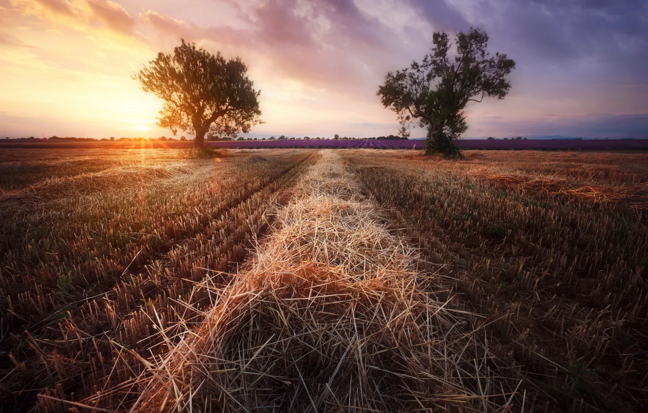 Photo wallpaper field, nature, hay