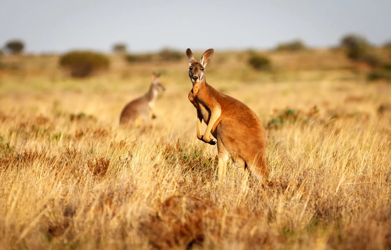 Photo wallpaper field, grass, look, kangaroo