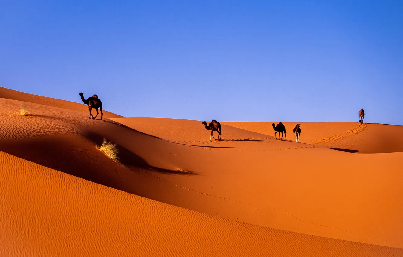 Photo wallpaper sand, the sky, landscape, desert, horizon, camel, sky, desert