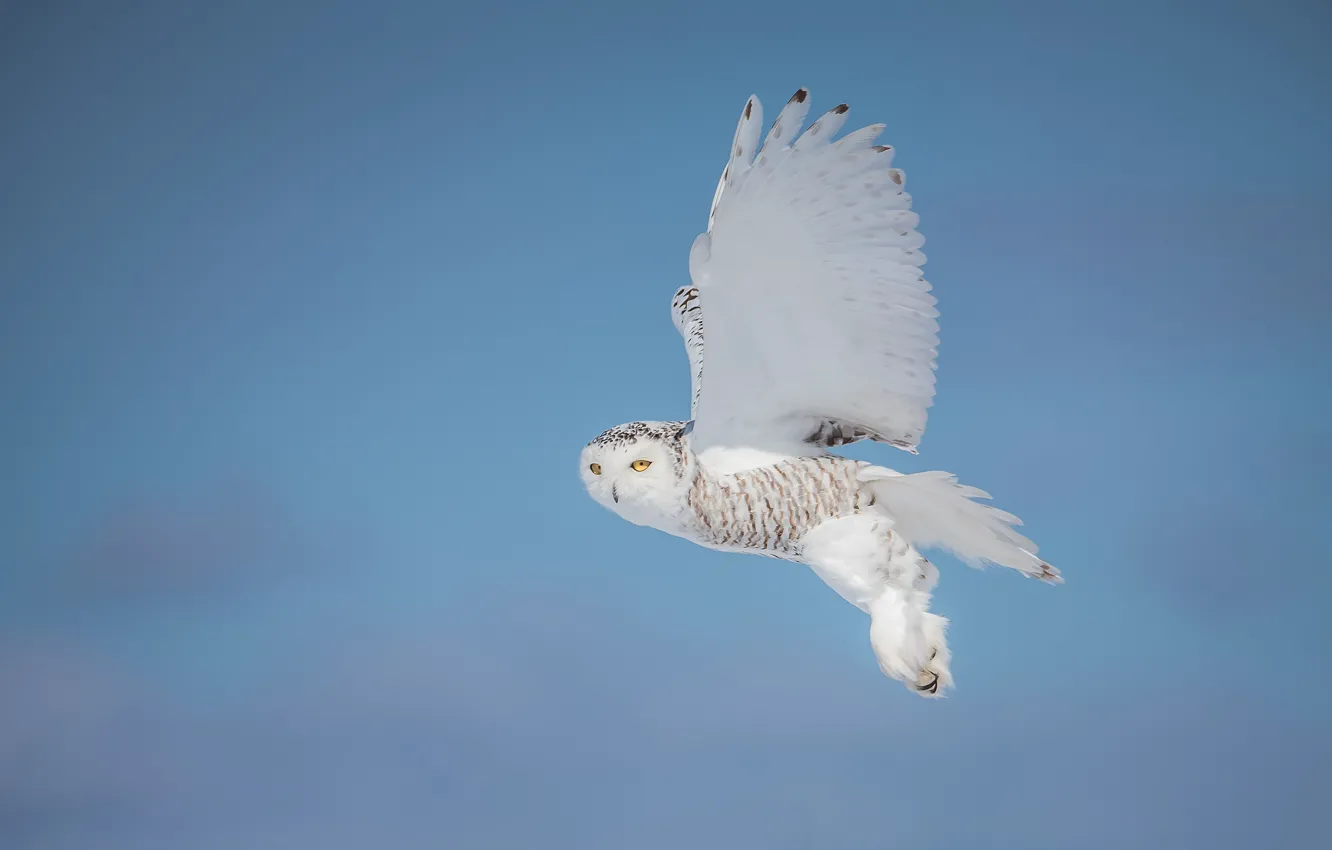 Photo wallpaper winter, white, look, snow, flight, pose, owl, bird