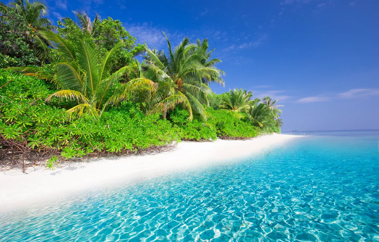 Photo wallpaper sea, palm trees, blue water, tropics, beach, landscape