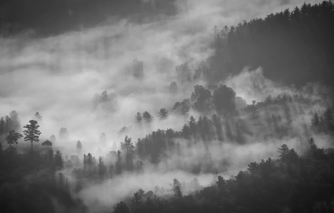 Photo wallpaper Fog, Smoke, Forest, Grey, Rays, Black, Pine, Twilight