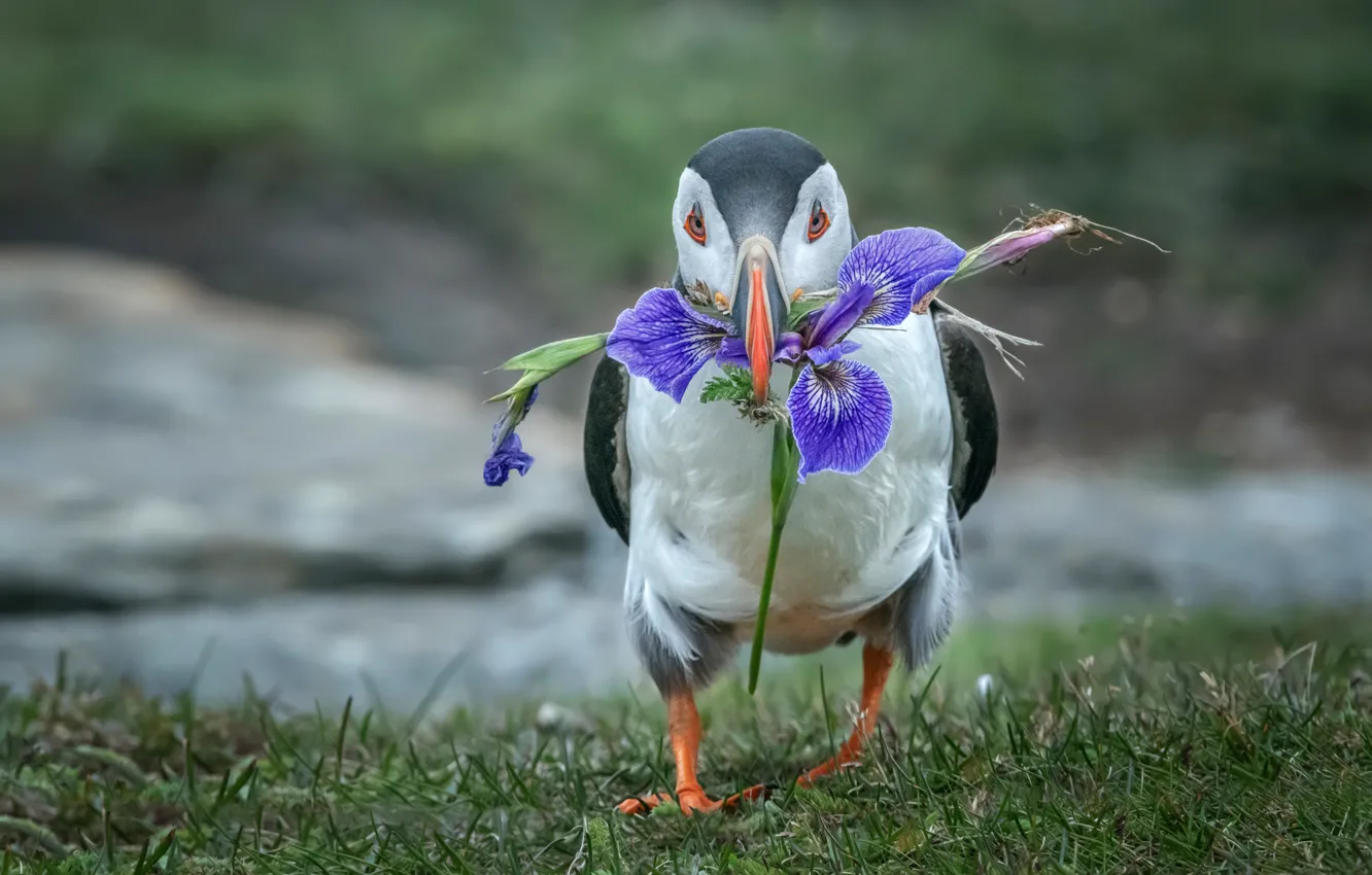 Photo wallpaper flowers, stalled, iris, walk, bird, Atlantic puffin