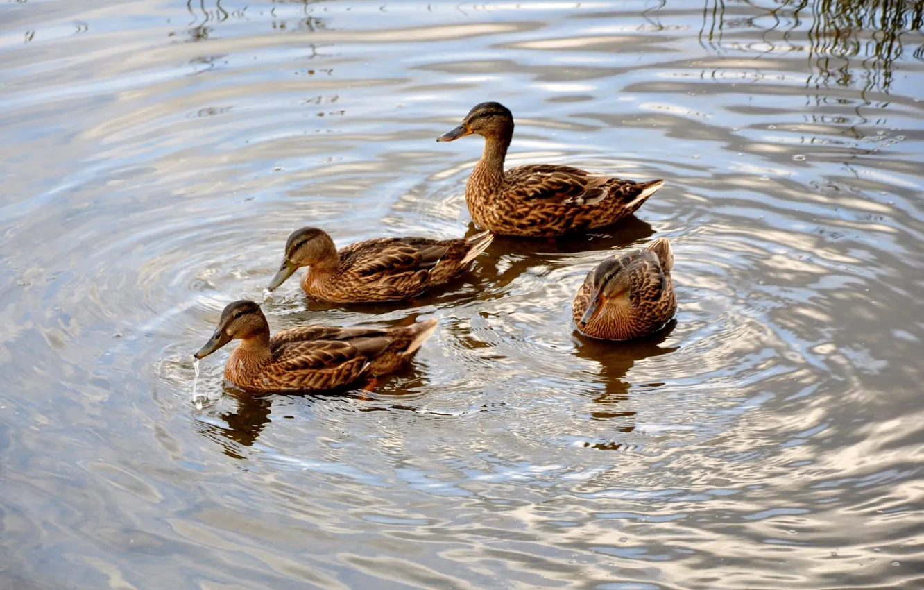 Photo wallpaper water, circles, pond, duck