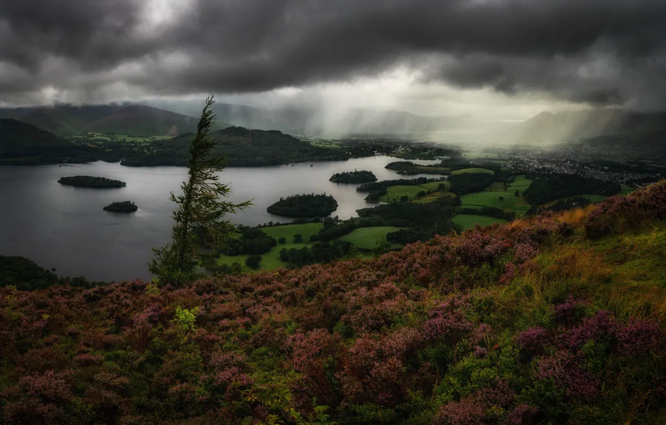Photo wallpaper hills, spruce, Heather