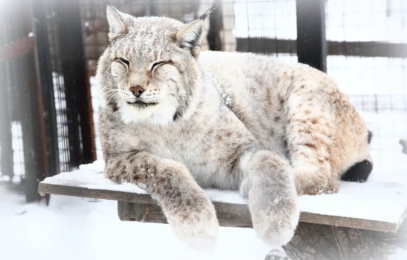 Photo wallpaper winter, snow, animal, lynx, zoo