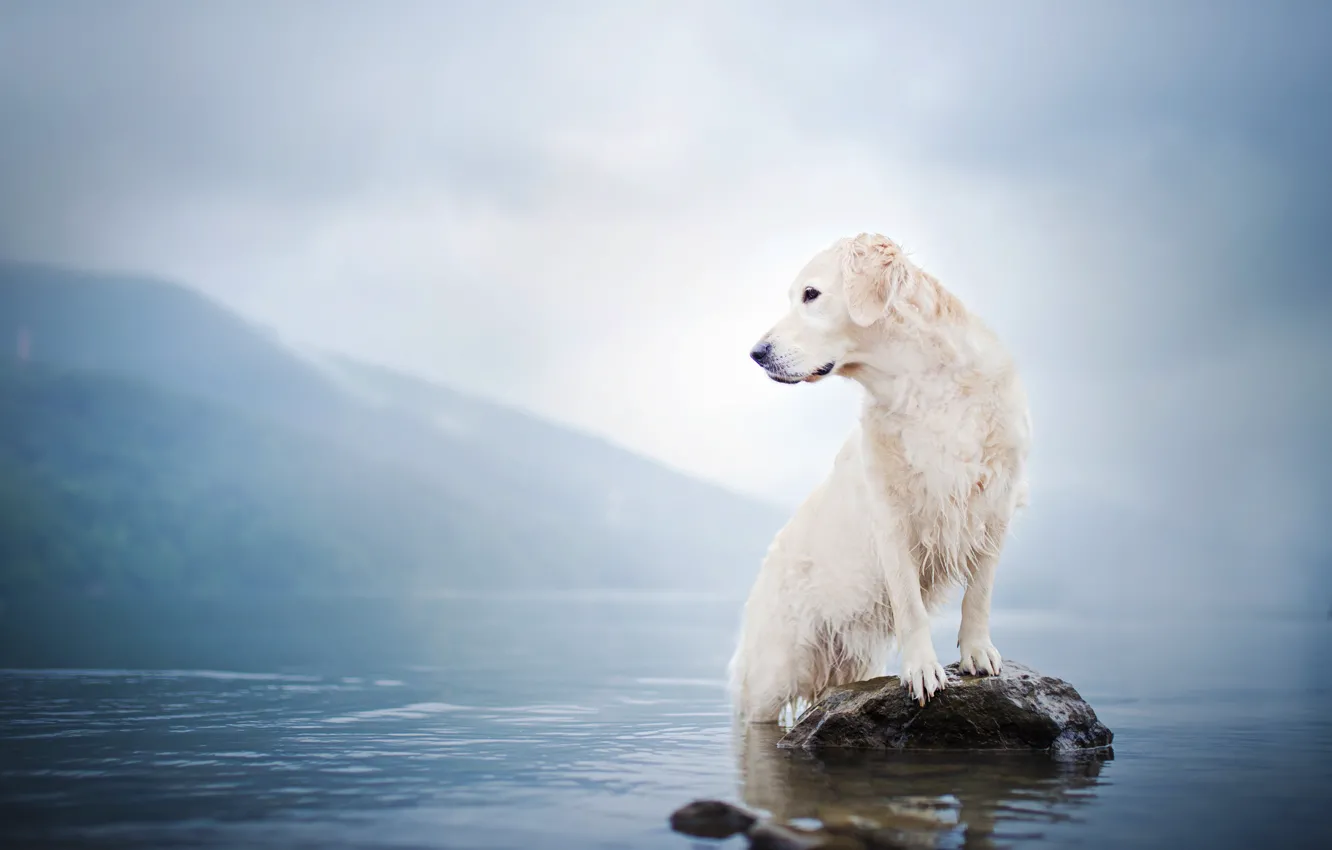 Photo wallpaper water, fog, lake, stone, dog, Golden Retriever, Golden Retriever