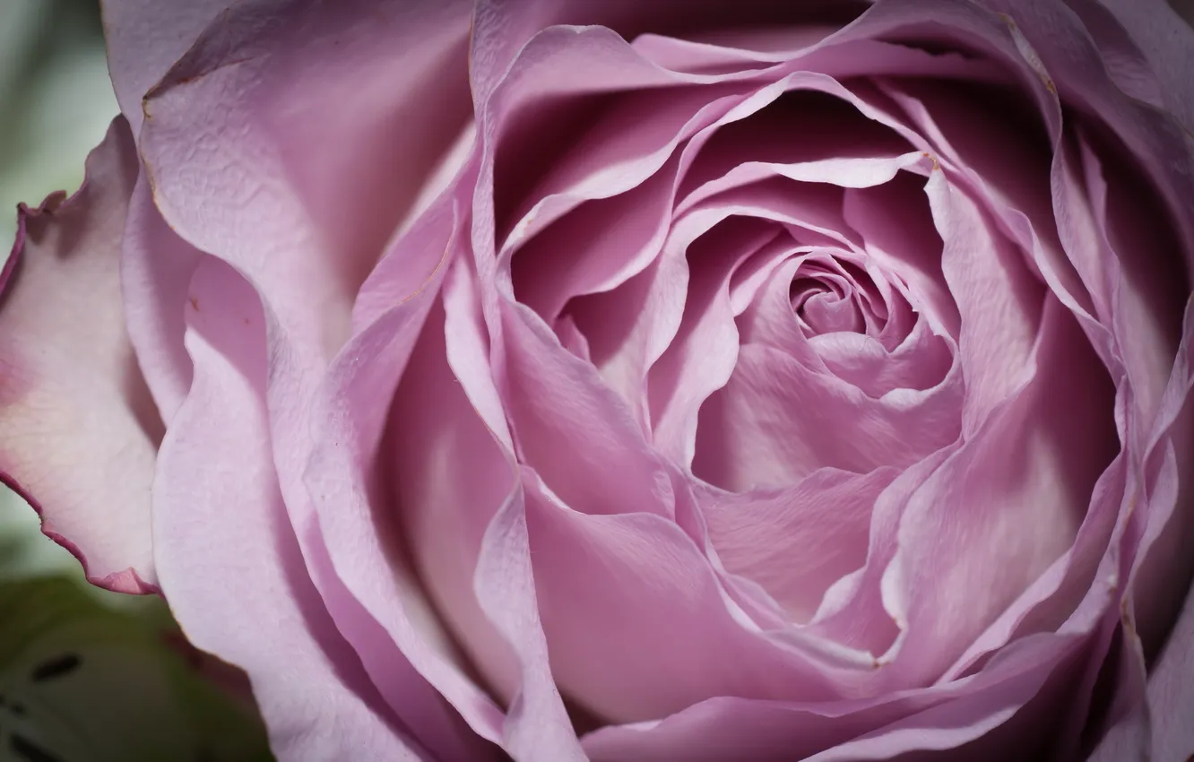 Photo wallpaper macro, flowers, roses