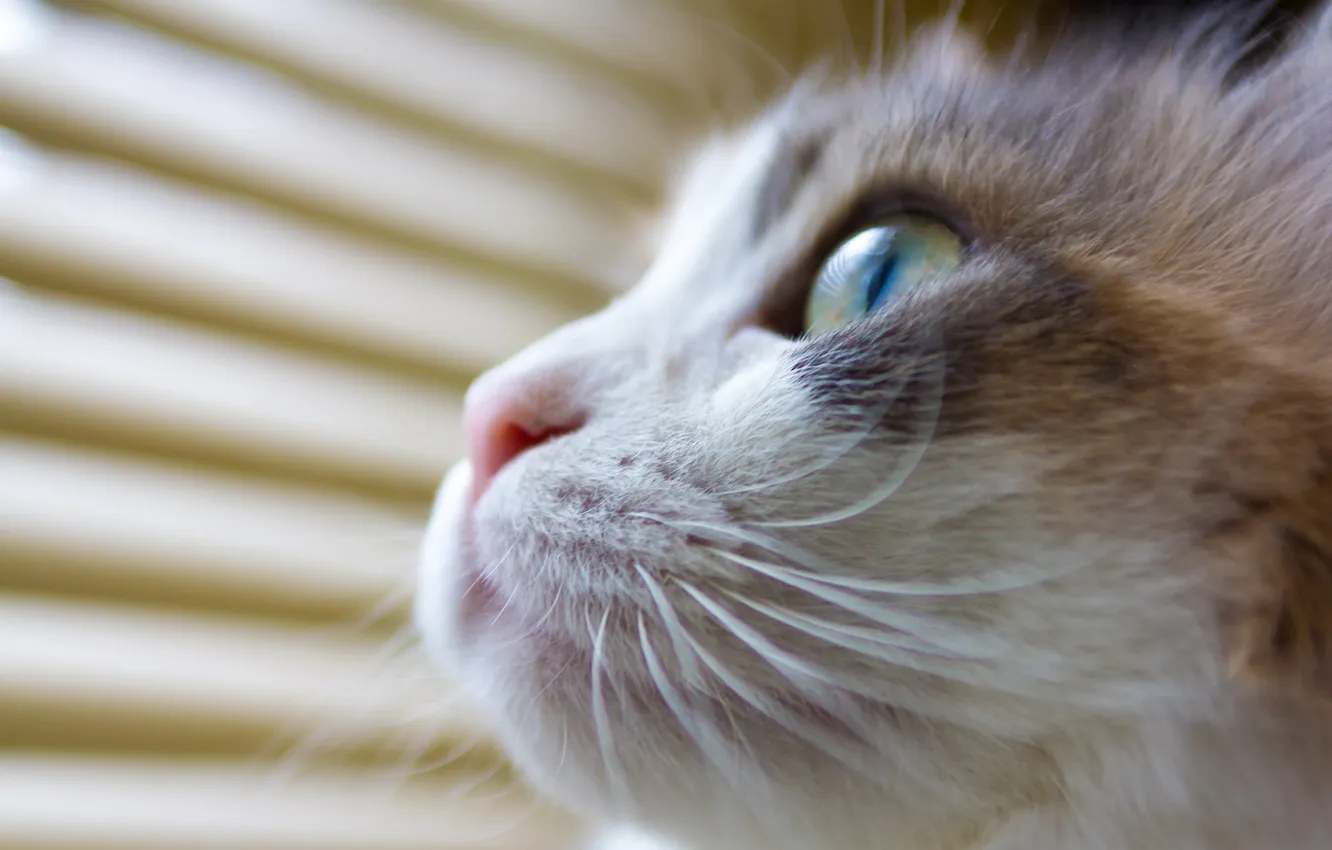Photo wallpaper cat, face, macro