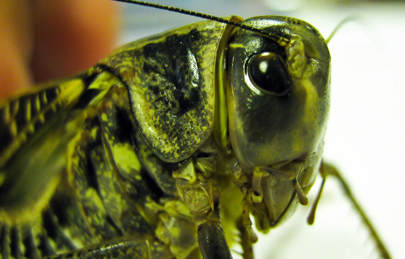 Photo wallpaper green, insect, grasshopper