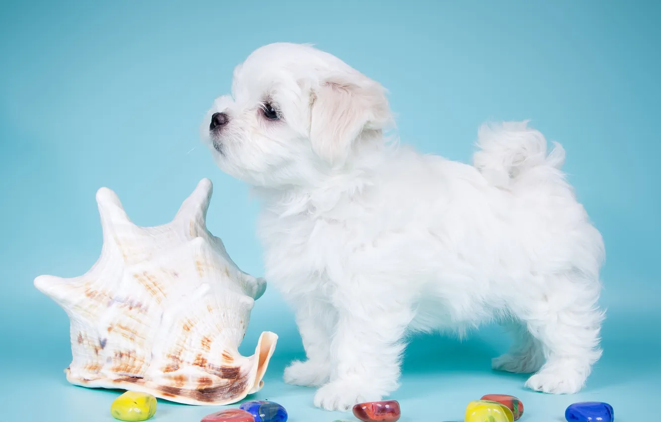 Photo wallpaper white, sweetheart, puppy, profile, shell