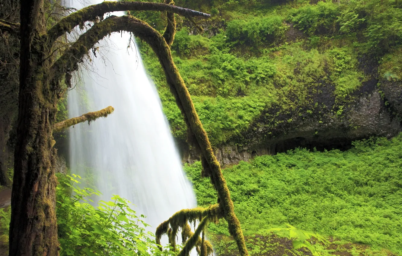 Photo wallpaper trees, nature, waterfall