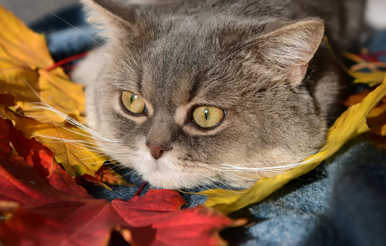Photo wallpaper cat, cat, look, leaves, muzzle, Bozhena Puchko