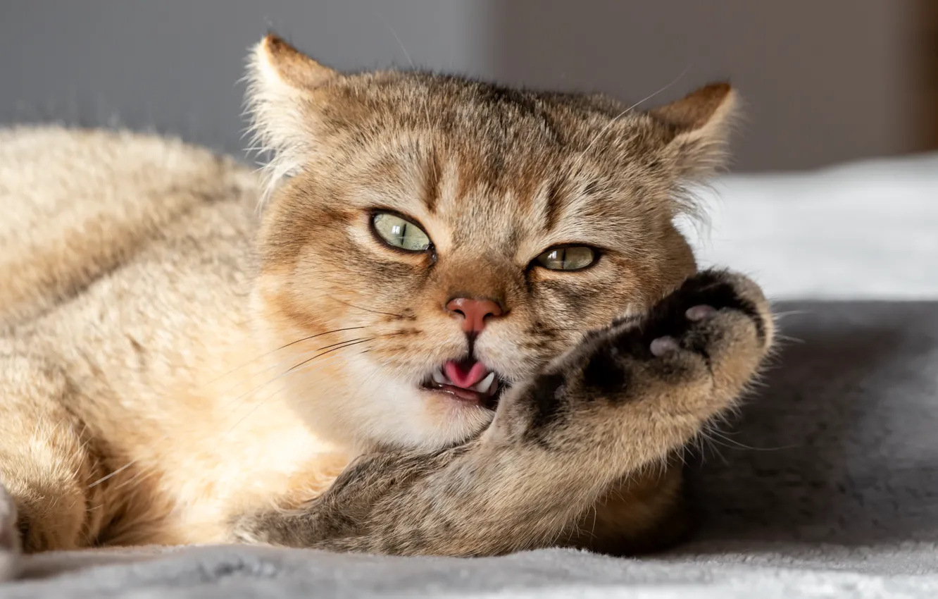 Photo wallpaper Cat, Face, Paw, British Shorthair