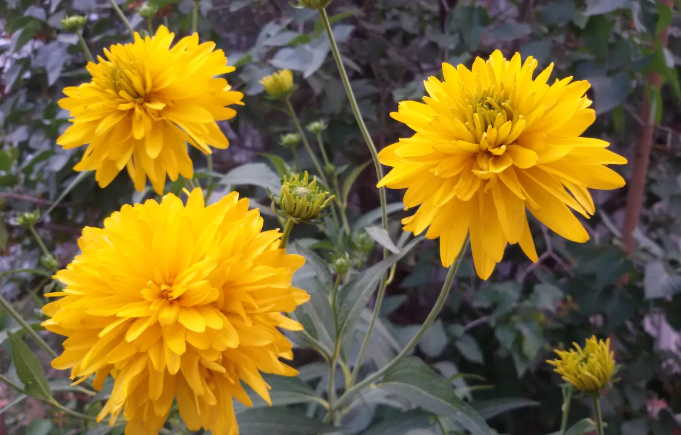 Photo wallpaper summer, flowers, yellow, spring, asters