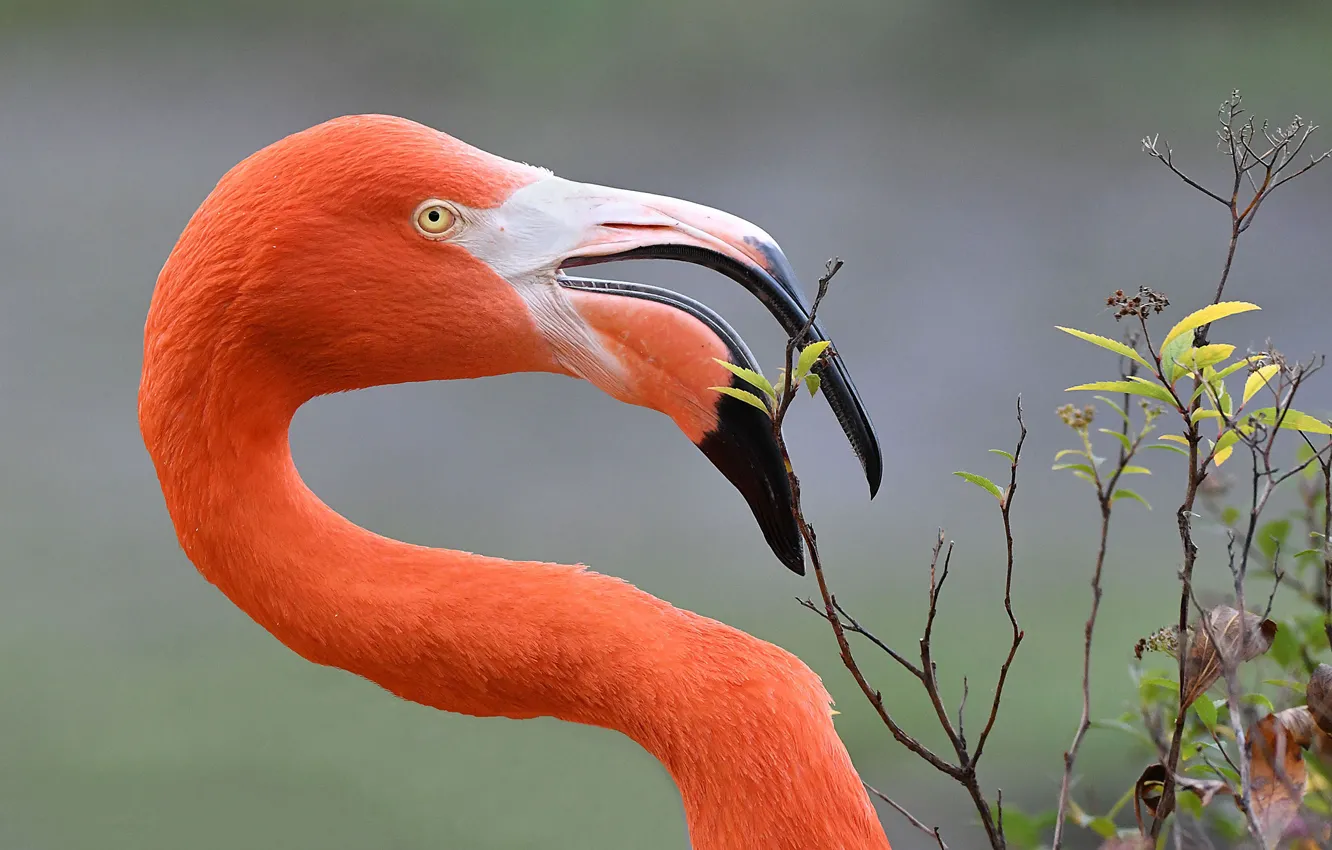 Photo wallpaper look, branches, background, bird, portrait, Flamingo, pink flamingos