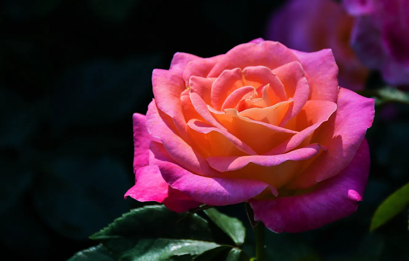 Photo wallpaper leaves, background, roses