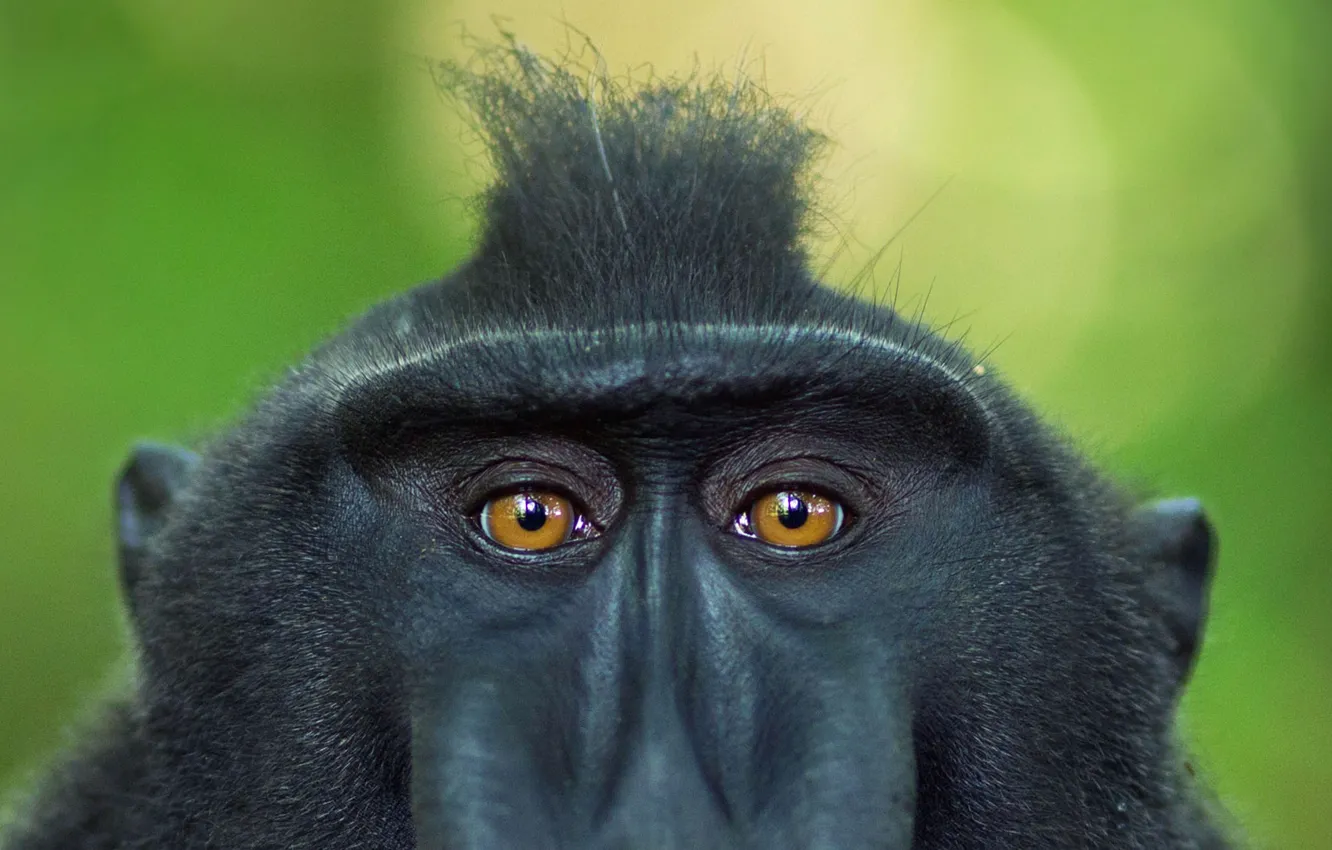 Photo wallpaper eyes, look, Indonesia, the primacy of, crested baboon, Sulawesi