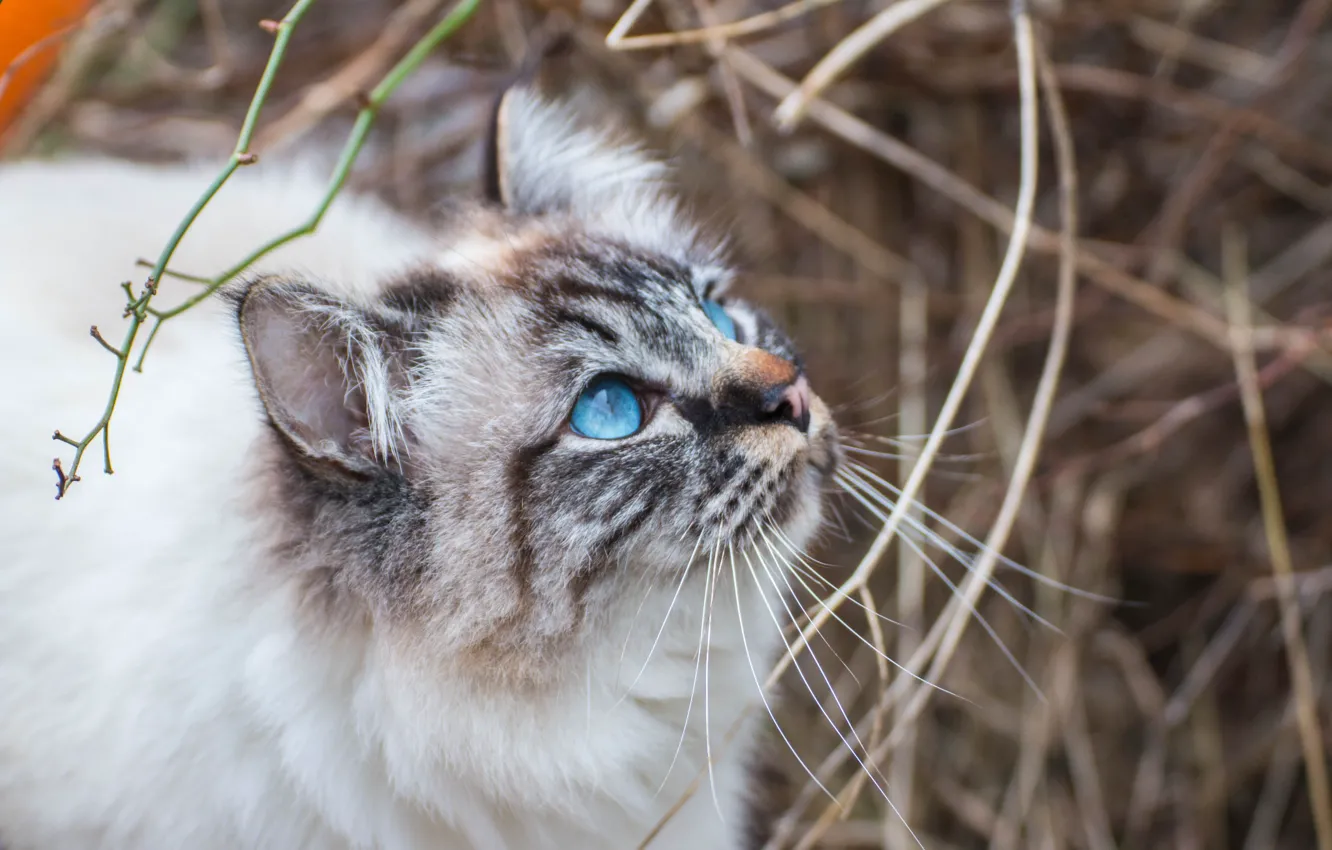 Photo wallpaper cat, eyes, background