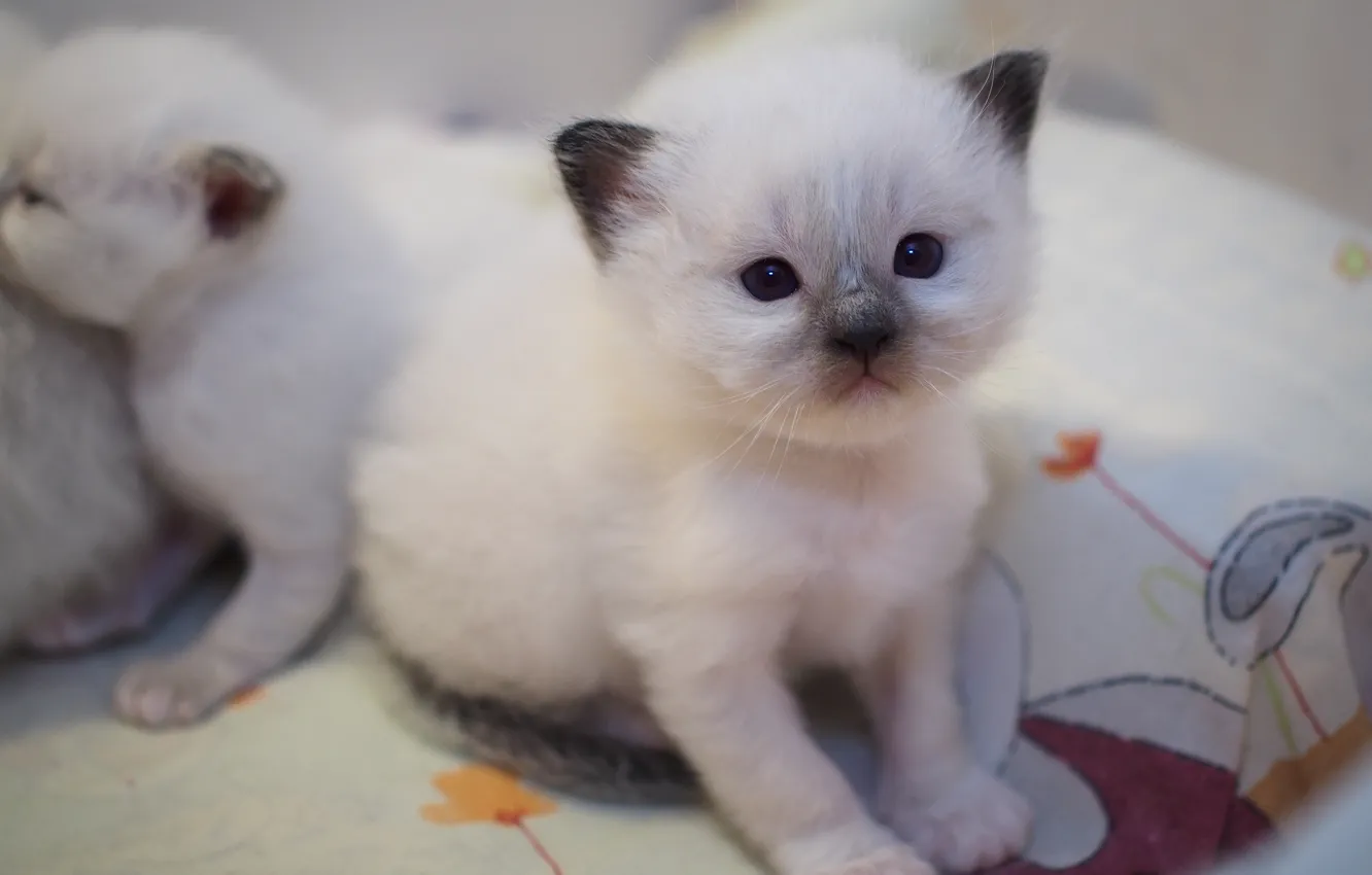 Photo wallpaper cat, white, look, sweetheart, legs, baby, fabric, kitty