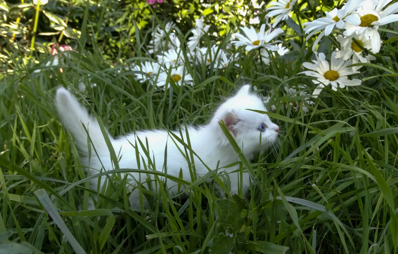 Photo wallpaper white, grass, kitty, chamomile, fluffy