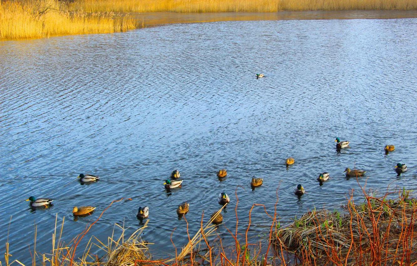 Photo wallpaper bird, water, park, lake, duck